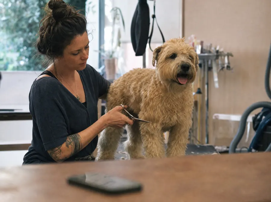A groomer scissoring a terrier with both hands, her phone face down and ignored on the counter