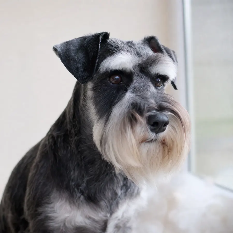A black and silver miniature schnauzer with a tidy beard